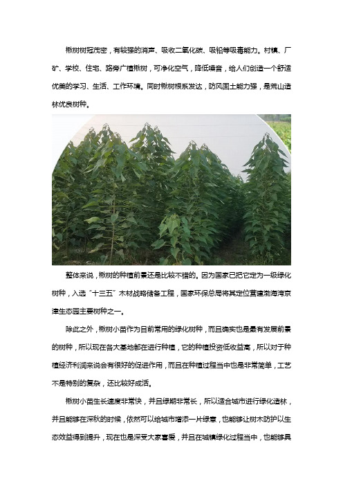 楸树的种植前景怎么样