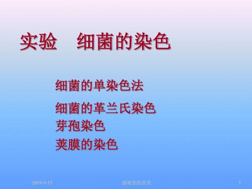 实验 细菌的染色.ppt