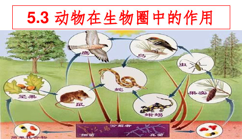 初中1--动物在生物圈中的作用(1)ppt课件