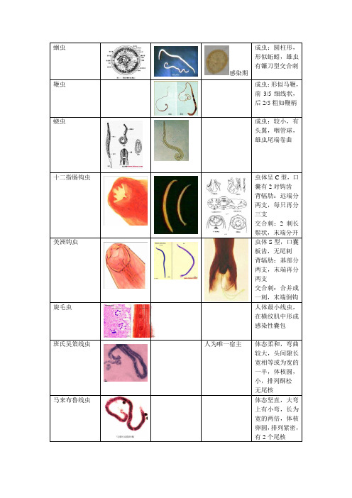 寄生虫标本