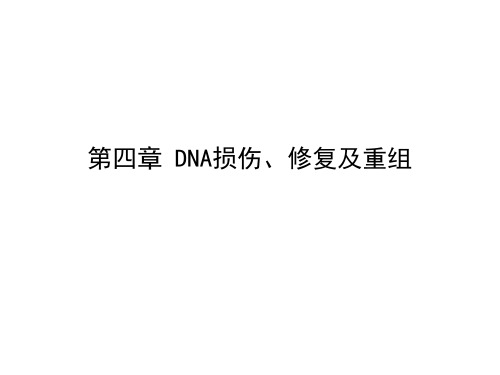 第4章 DNA损伤、修复及重组