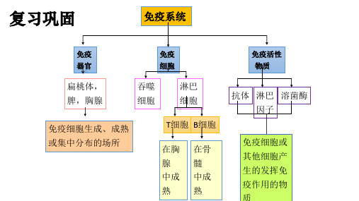 高中生物 人教版选择性必修1 稳态与调节 第4章 免疫调节 第2节 特异性免疫 课件