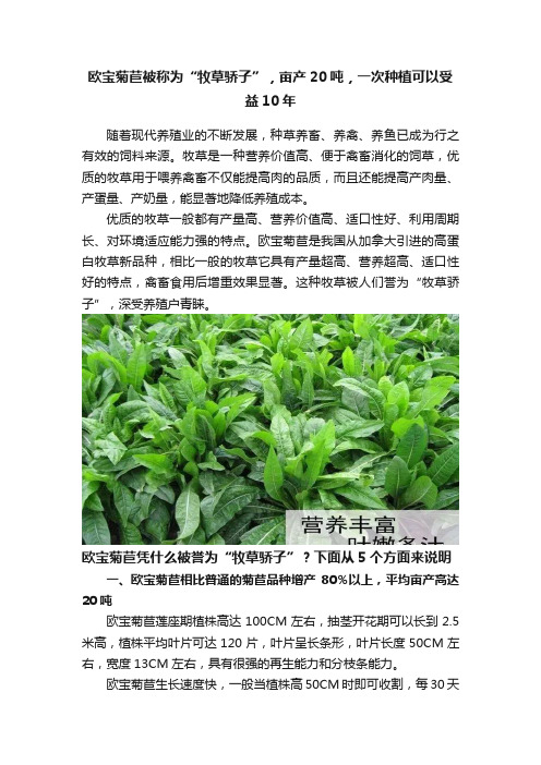 欧宝菊苣被称为“牧草骄子”，亩产20吨，一次种植可以受益10年