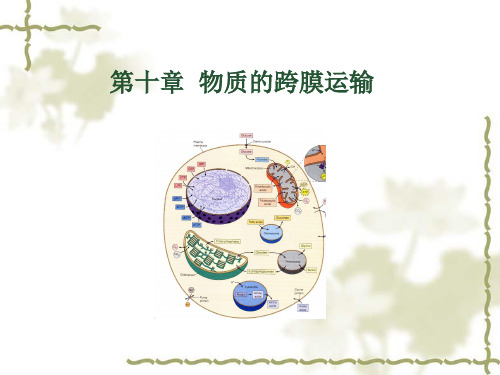 细胞生物学12