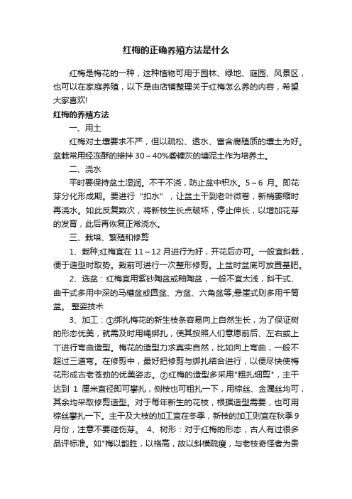 红梅的正确养殖方法是什么