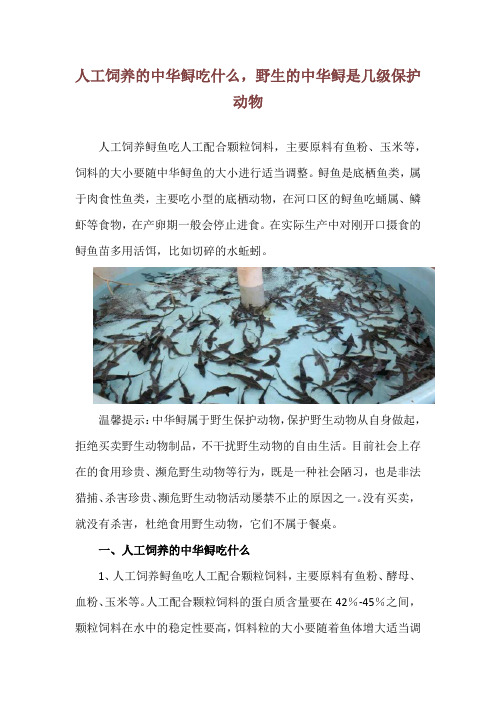 人工饲养的中华鲟吃什么,野生的中华鲟是几级保护动物