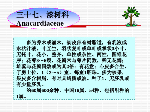 第十九章 无患子目-漆树科