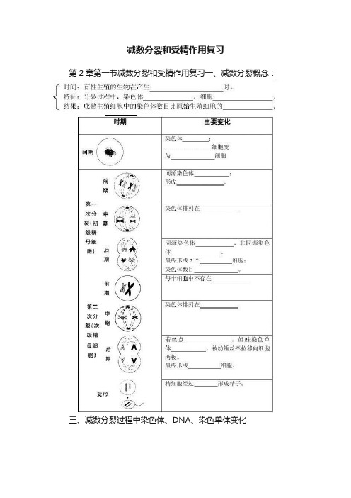 减数分裂和受精作用复习