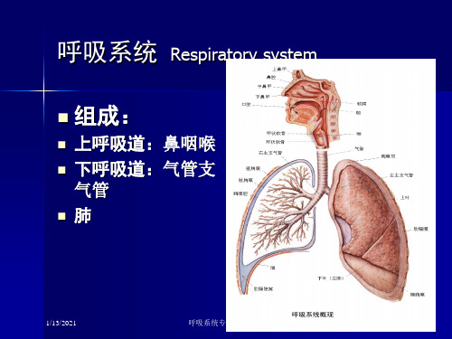 呼吸系统专题培训讲座培训课件