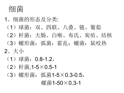 镜检-细菌