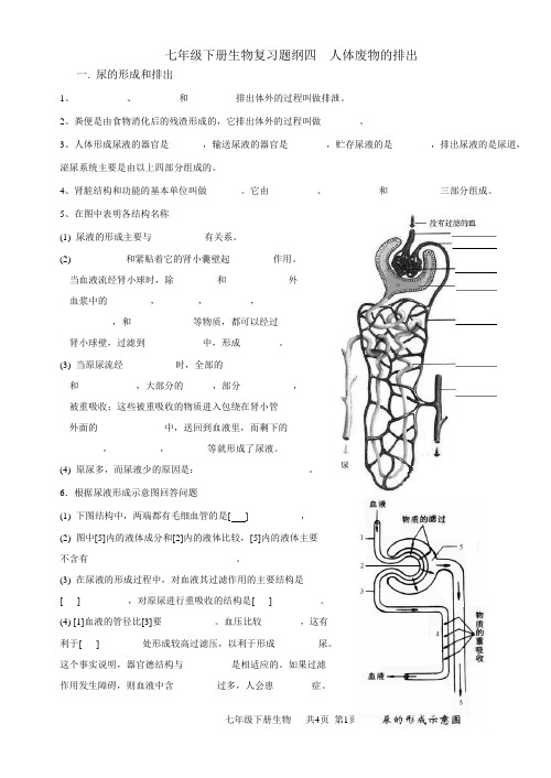 七年级生物下册5.6.7章复习提纲