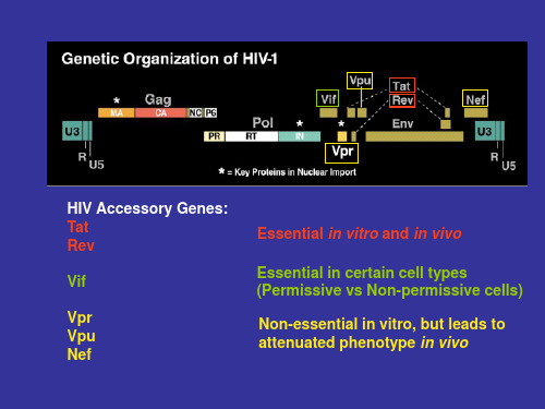 HIV发病机理PPT课件