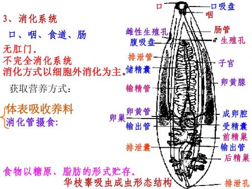 动物学实验图