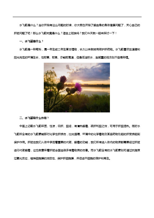 水飞蓟是什么,适合上班族吗