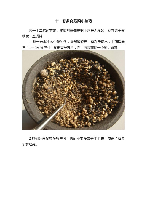 十二卷多肉繁殖小技巧