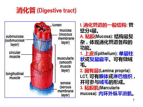 组胚课件--消化管