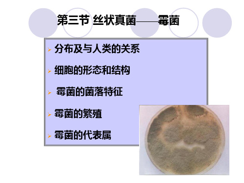 微生物学 第三节 丝状真菌——霉菌