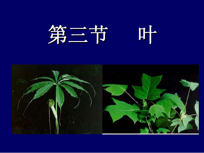 药用植物学04第三节  叶