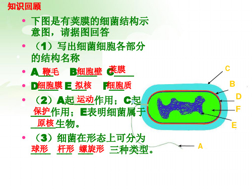 冀少版生物八年级上册第五单元第一章酵母菌和霉菌ppt课件