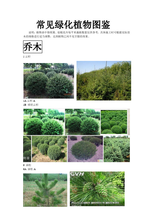 西北常见绿化植物图鉴