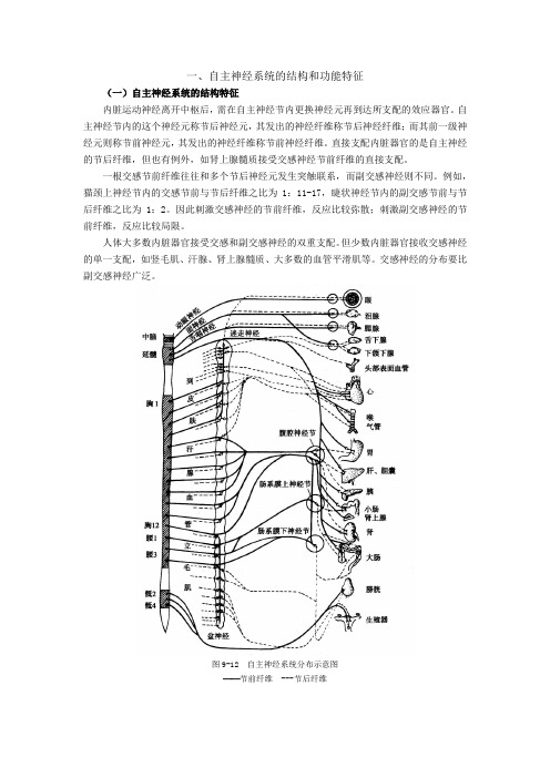 自主神经系统的结构和功能特征