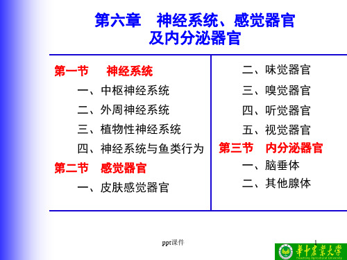 鱼类神经系统、感觉器官及内分泌器官分解  ppt课件