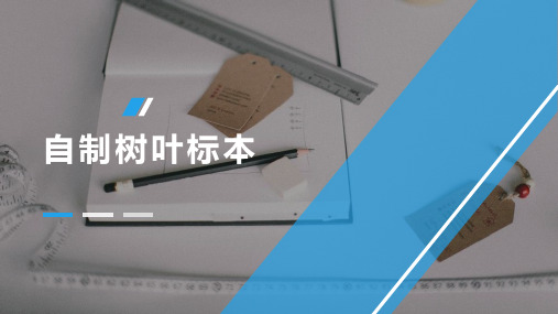 自制树叶标本(课件)-2024-2025学年四年级上册劳动人教版