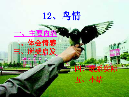 鸟情课件[小学语文课件 课件 教学课件]PPT资料全面版