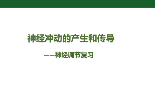 高中生物神经调节复习课PPT课件