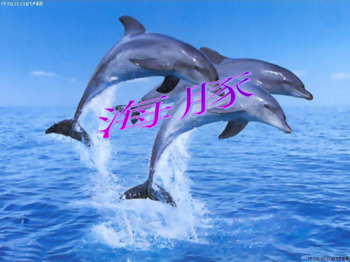 海豚介绍描述PPT课件