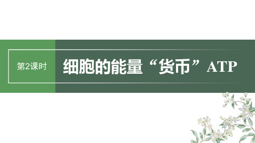 2024届高考一轮复习生物课件(新教材人教版苏冀)：细胞的能量“货币”ATP