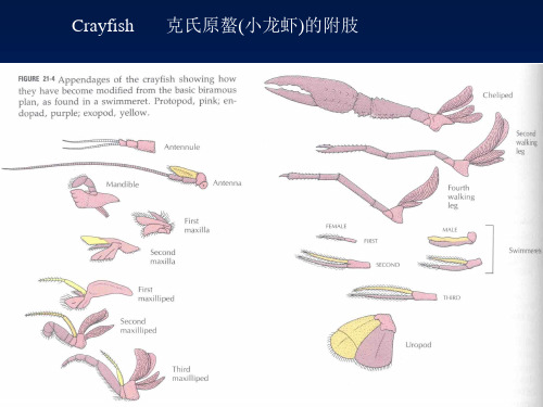 虾类生物学