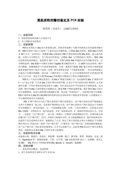 重组质粒的酶切鉴定及PCR实验