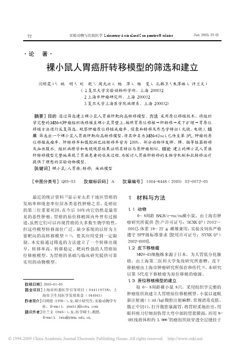 裸小鼠人胃癌肝转移模型的筛选和建立