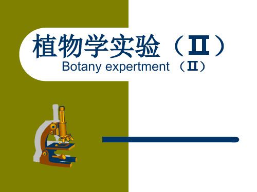 植物学实验植物叶结构