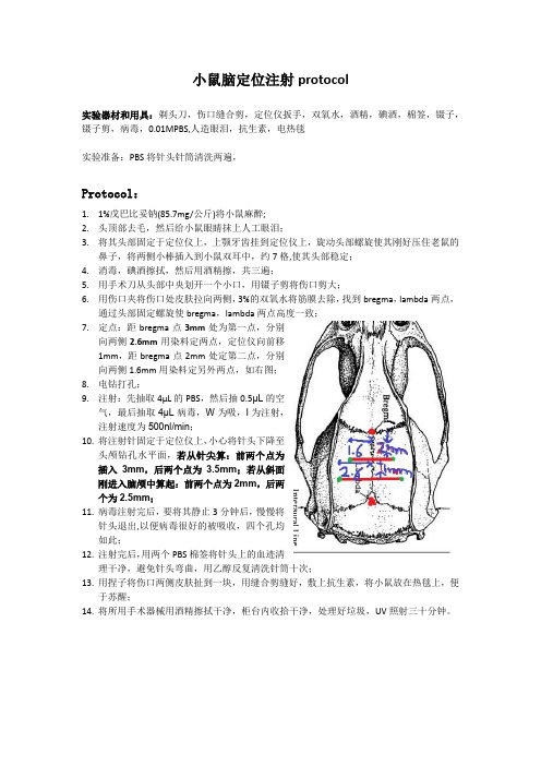 小鼠脑定位注射