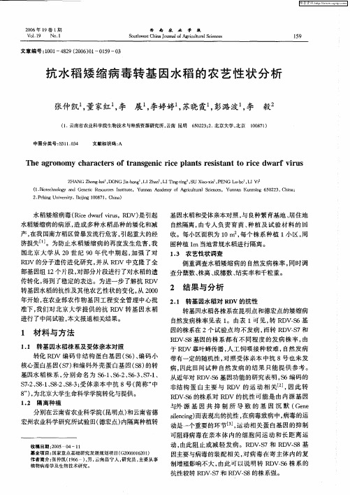 抗水稻矮缩病毒转基因水稻的农艺性状分析