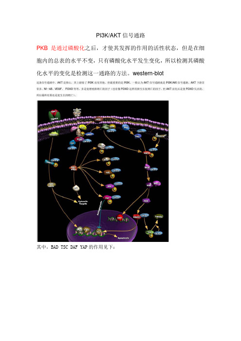 PI3K-AKT信号通路