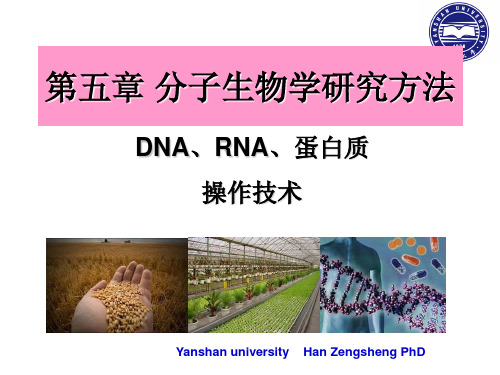 现代分子生物实验技术PPT(上)