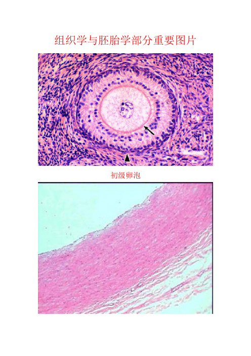 组织学与胚胎学部分重要图片