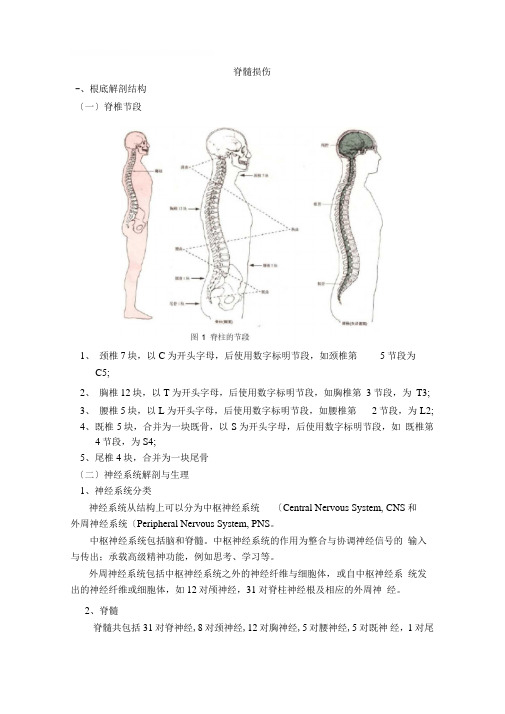 1脊髓损伤概述