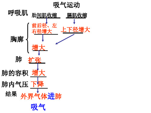 济南版七年级生物下册第一节人体与外界的气体交换第二课时人体内的气体交换课件共24张PPT