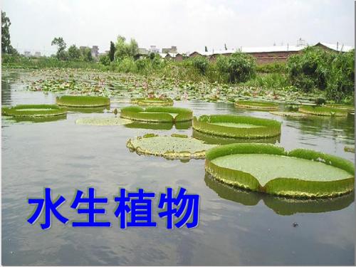 水生植物
