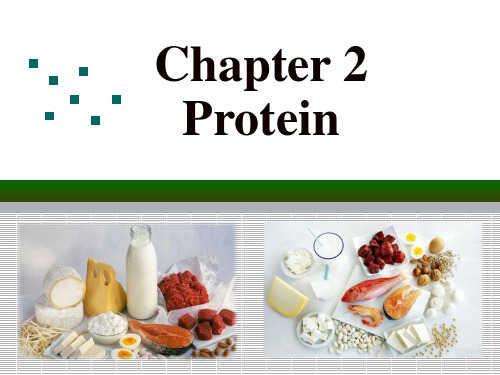 Chapter 2 Protein食品营养学(全英语)