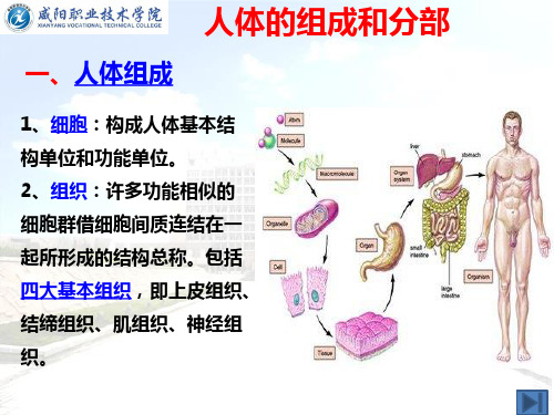 人体的组成和分部.ppt