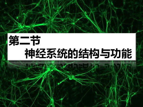 浙科版生物必修三2.2神经系统的结构与功能高中生物精品公开课