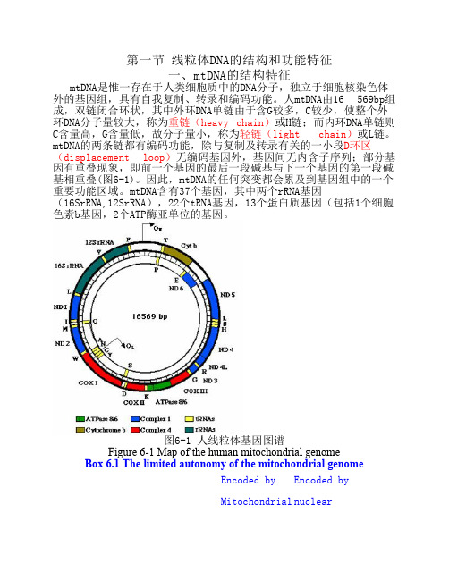 线粒体DNA的结构和功能特征