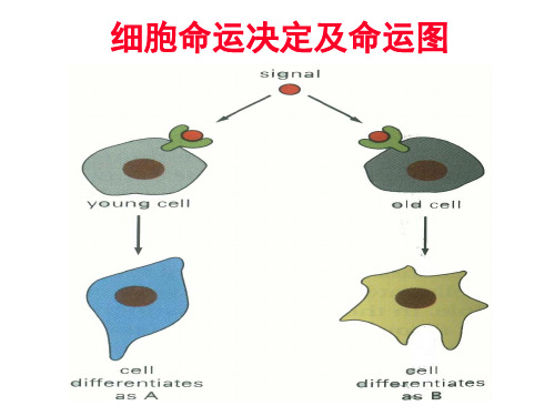 发育生物学——细胞命运决定