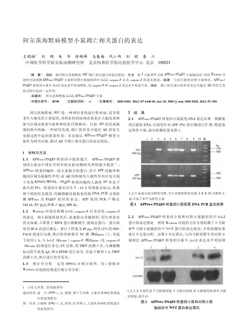 阿尔茨海默病模型小鼠凋亡相关蛋白的表达