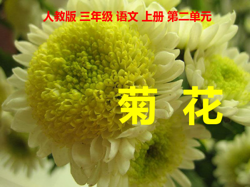 三年级语文上册 5 古诗两首菊花 1课件